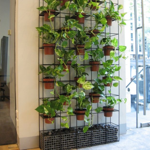 corporate health and wellness initiatives in the workplace indoor plants