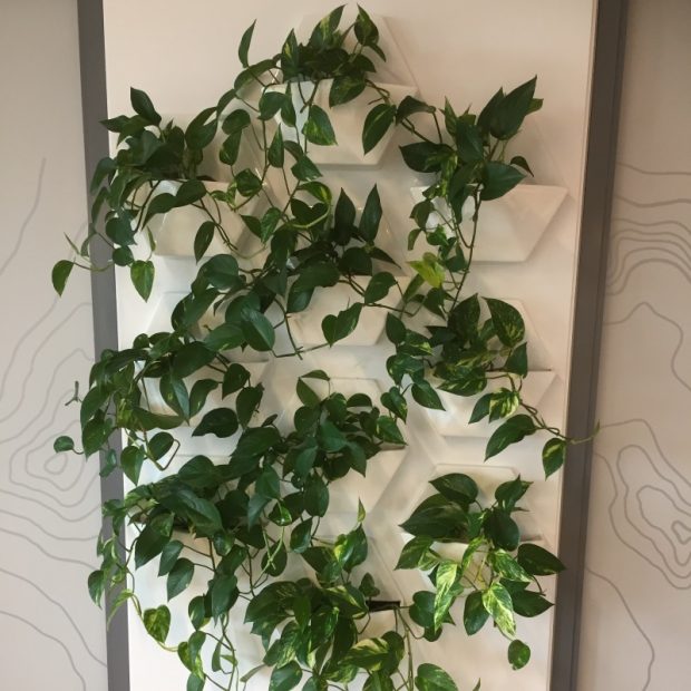 corporate health and wellness initiatives in the workplace indoor plants
